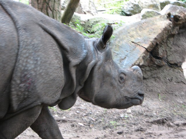 IMG_0104.JPG - A rhino