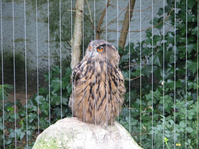 IMG_0116.JPG - An owl with orange eyes.