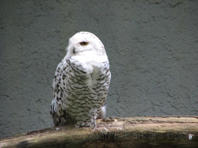 IMG_0117.JPG - A snowy owl.