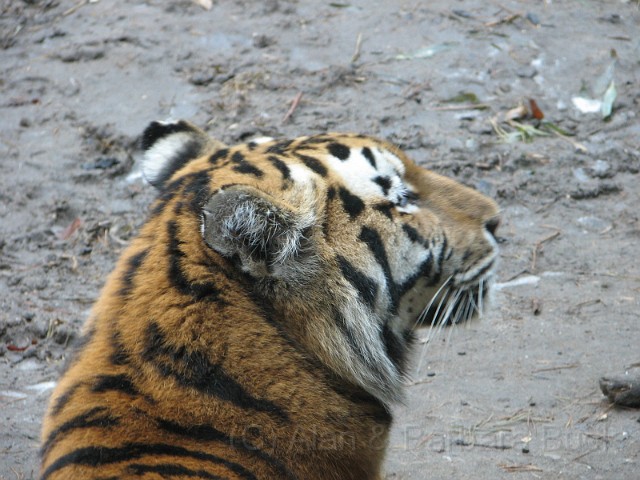 IMG_0633.JPG - A tiger.