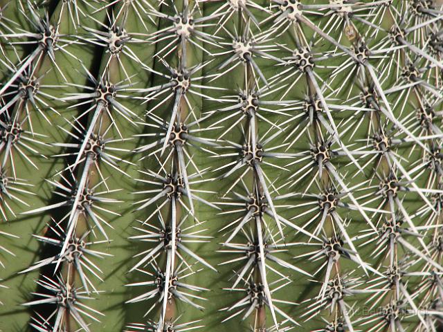 IMG_4689.JPG - Cactus, up close and personal.