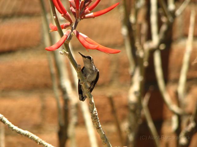 IMG_4917.JPG - A hummingbird
